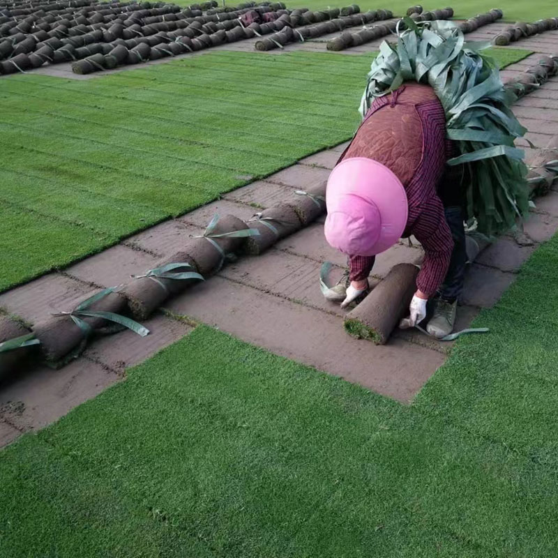 好色先生TV污下载草坪